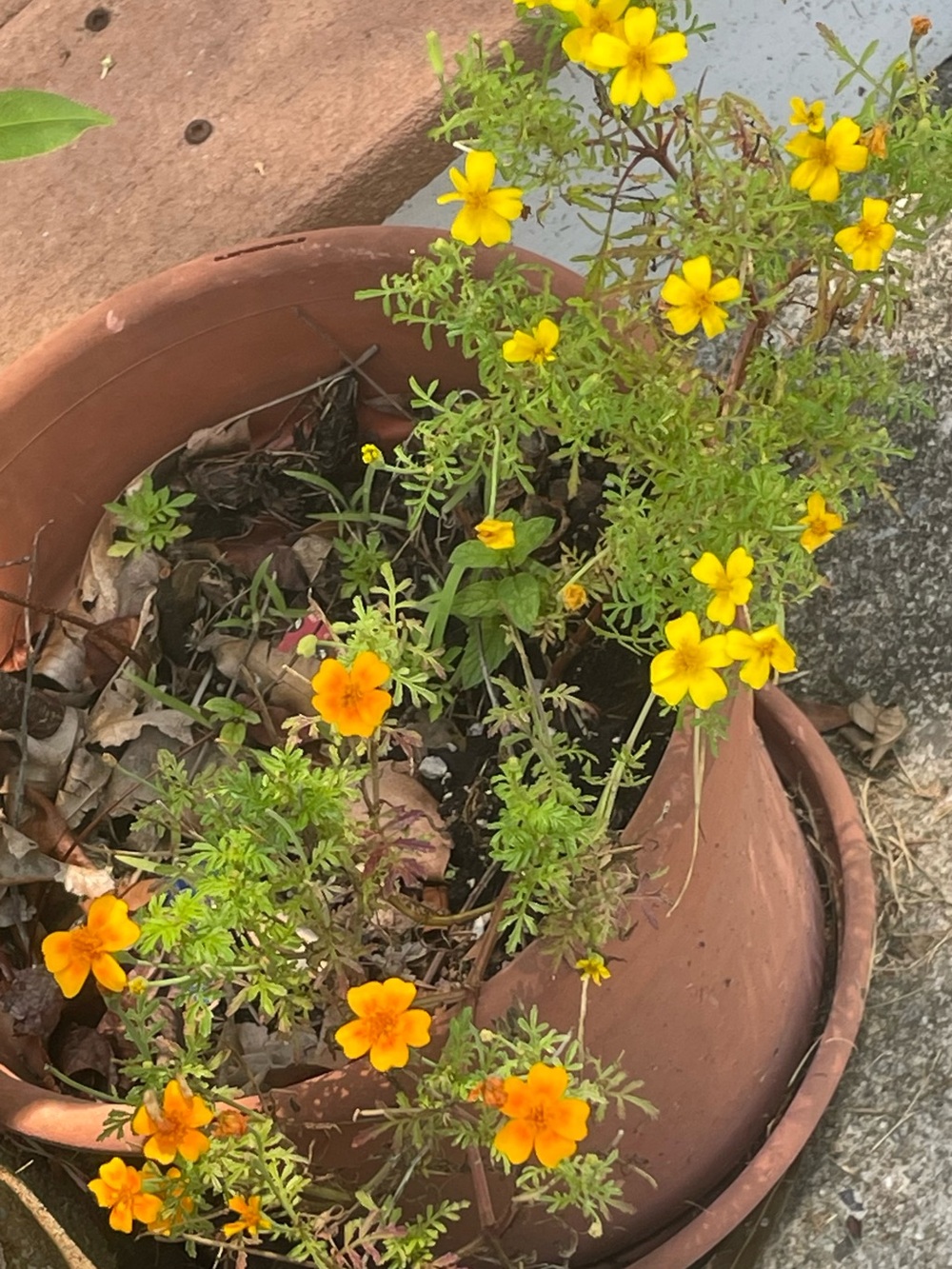 Teeny tiny mini marigolds • yellow orange flowers
